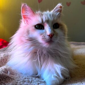 Meet your Posher, Zulena